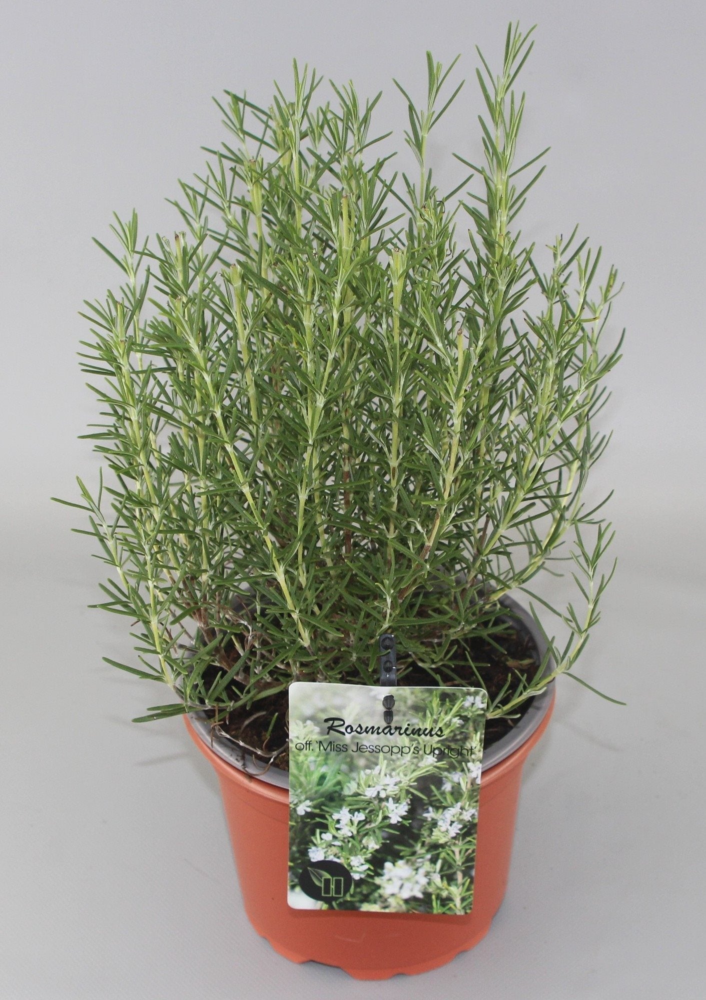 Rosmarinus officinalis 'Miss Jessopp's Upright' - Rozemarijn