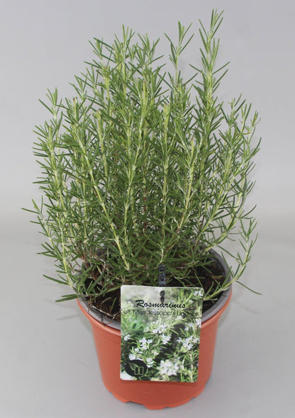 Rosmarinus officinalis 'Miss Jessopp's Upright' - Rozemarijn