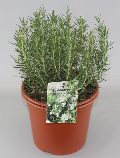 Rosmarinus officinalis 'Miss Jessopp's Upright' - Rozemarijn