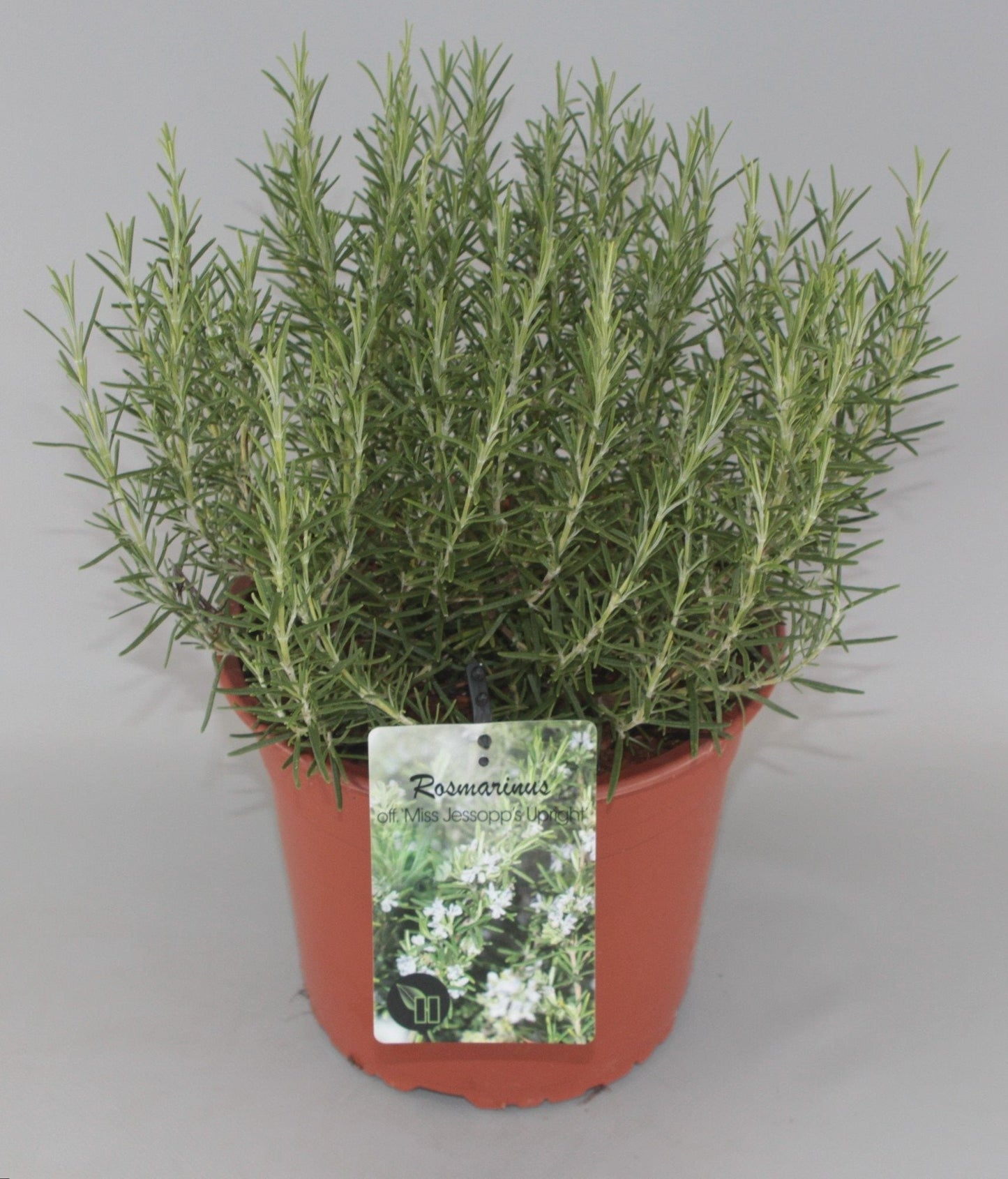 Rosmarinus officinalis 'Miss Jessopp's Upright' - Rozemarijn