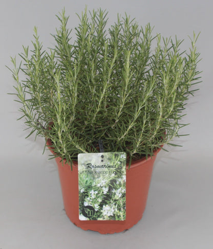 Rosmarinus officinalis 'Miss Jessopp's Upright' - Rozemarijn
