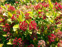 Physocarpus opulifolius 'Raspberry Lemonade' - Blaasspiraea