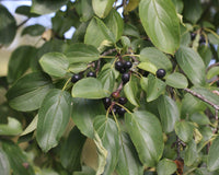 Rhamnus cathartica - Wegedoorn blote wortel