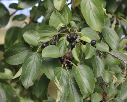 Rhamnus cathartica - Wegedoorn blote wortel