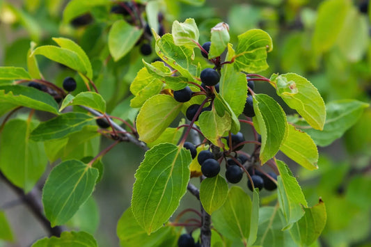 Donkere, ronde bessen hangen tussen groene, glanzende bladeren op een tak. Natuurlijke fruitafbeelding voor tuin- en landbouwproducten, geschikt voor verkoop of educatieve doeleinden.