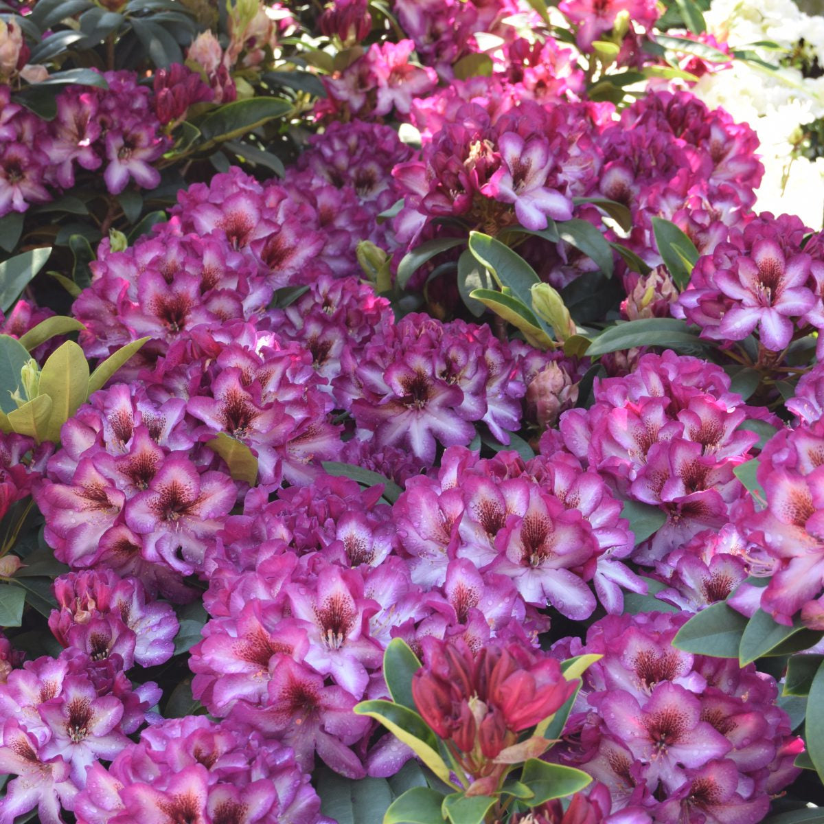 Rhododendron 'Hans Hachmann'