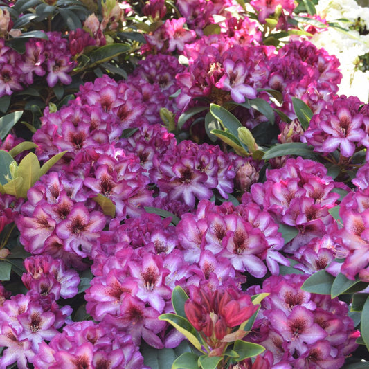 Rhododendron 'Hans Hachmann'