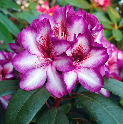 Rhododendron 'Hans Hachmann'