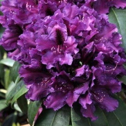 Rhododendron 'Azurro'