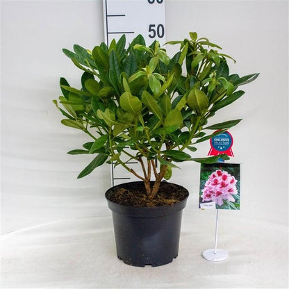 Rhododendron 'Belami'