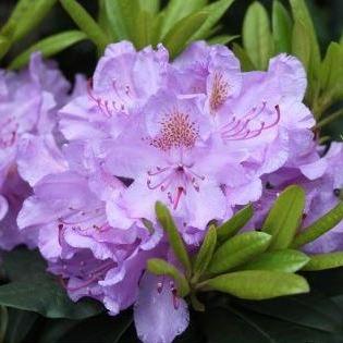 Rhododendron 'Catawbiense Grandiflorum'