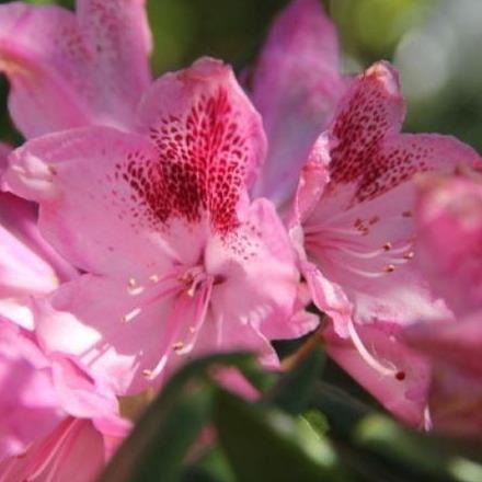Rhododendron 'Cosmopolitan'