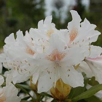 Rhododendron 'Cunningham's White'