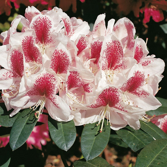 Rhododendron 'Belami'