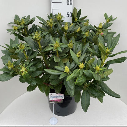 Rhododendron 'Cosmopolitan'