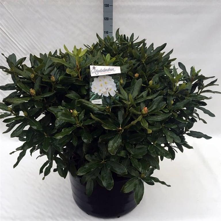 Rhododendron 'Cunningham's White'