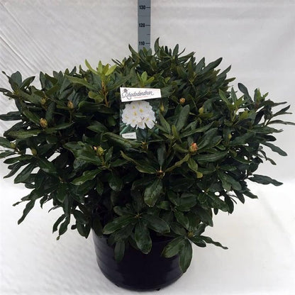 Rhododendron 'Cunningham's White'