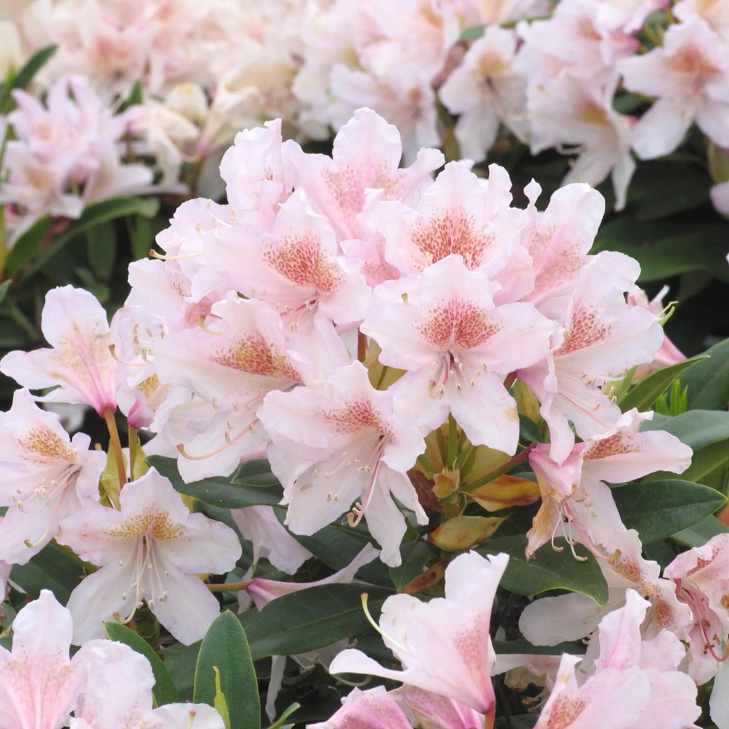 Rhododendron (AC) 'Cunningham's Blush'