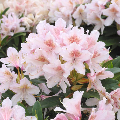 Rhododendron (AC) 'Cunningham's Blush'