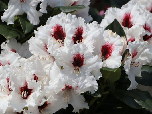 Rhododendron 'Hachmann's Picobello'