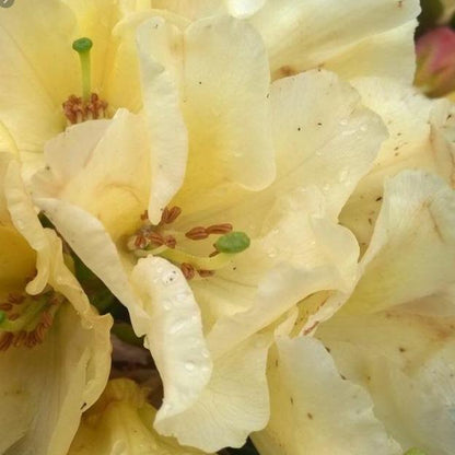 Rhododendron 'Horizon Monarch'