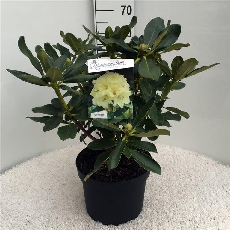 Rhododendron 'Horizon Monarch'