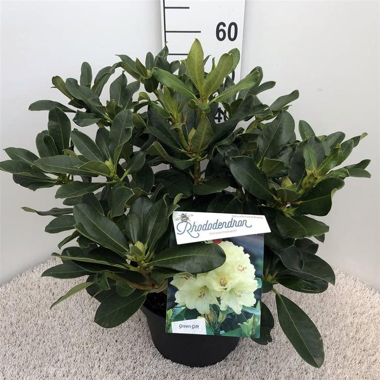 Rhododendron 'Horizon Monarch'