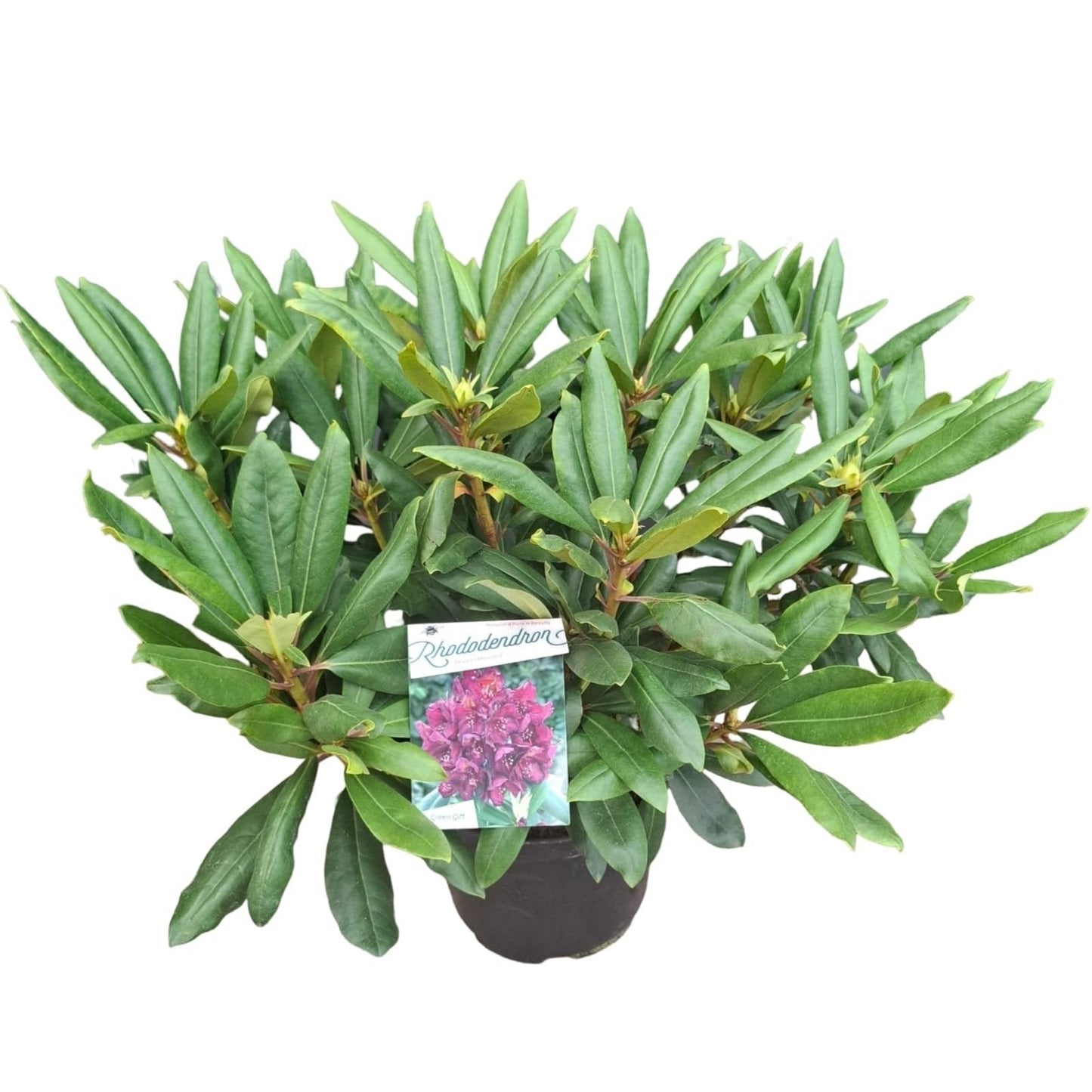 Rhododendron 'Marcel Menard'