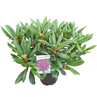 Rhododendron 'Marcel Menard'