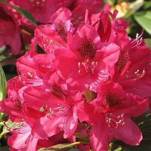 Rhododendron 'Nova Zembla'