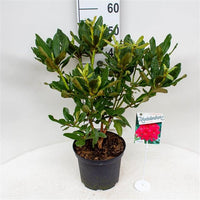 Rhododendron 'Nova Zembla'