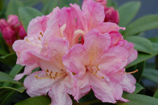 Rhododendron (Y) 'Percy Wiseman'