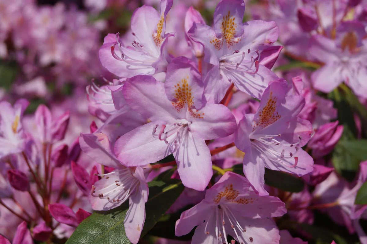Rhododendron ponticum 'Roseum'