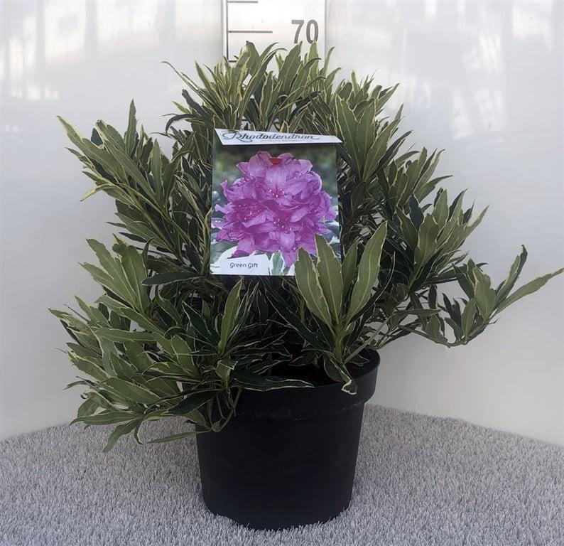 Rhododendron ponticum 'Variegatum'