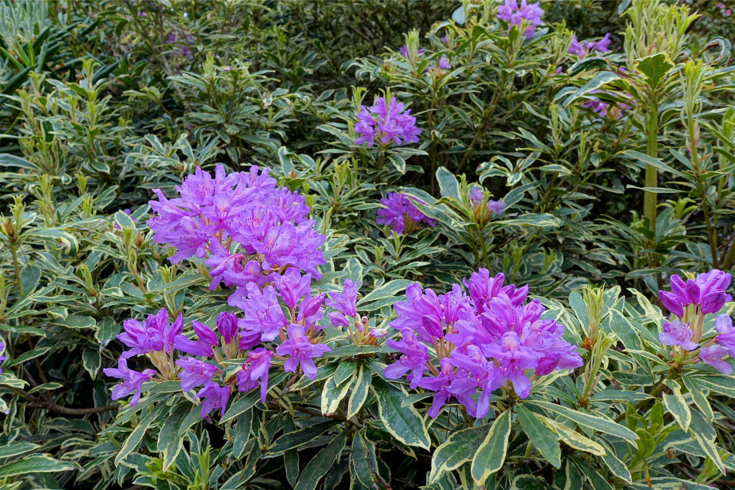Rhododendron ponticum 'Variegatum'