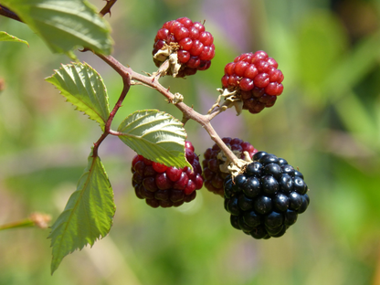 Rubus fruticosus - Gewone braam - Haagelement