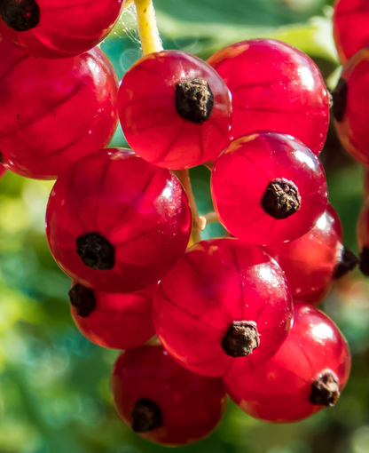 Ribes rubrum - Aalbes - Haagelement