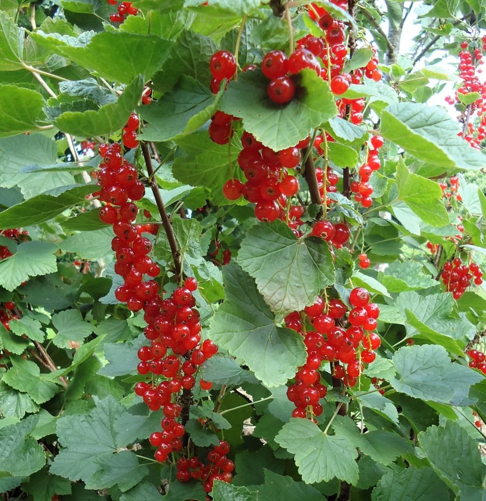 Ribes rubrum - Aalbes - Haagelement