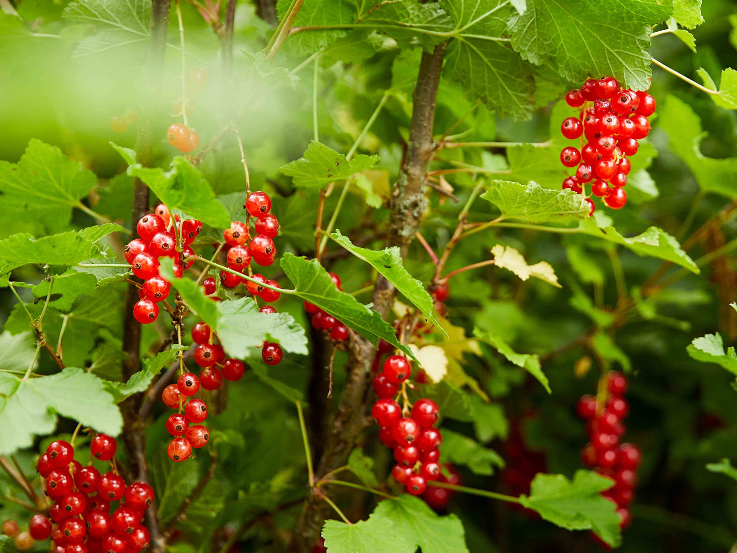 Klimfruit mix - Bessen, Bramen, Kiwi & Meer - Pakket van 10