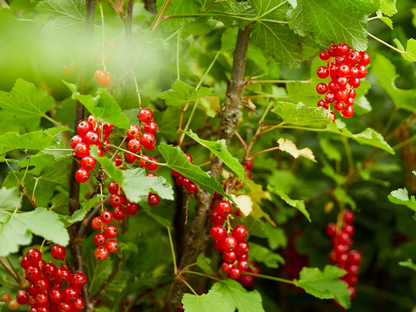 Klimfruit mix - Bessen, Bramen, Kiwi & Meer - Pakket van 10