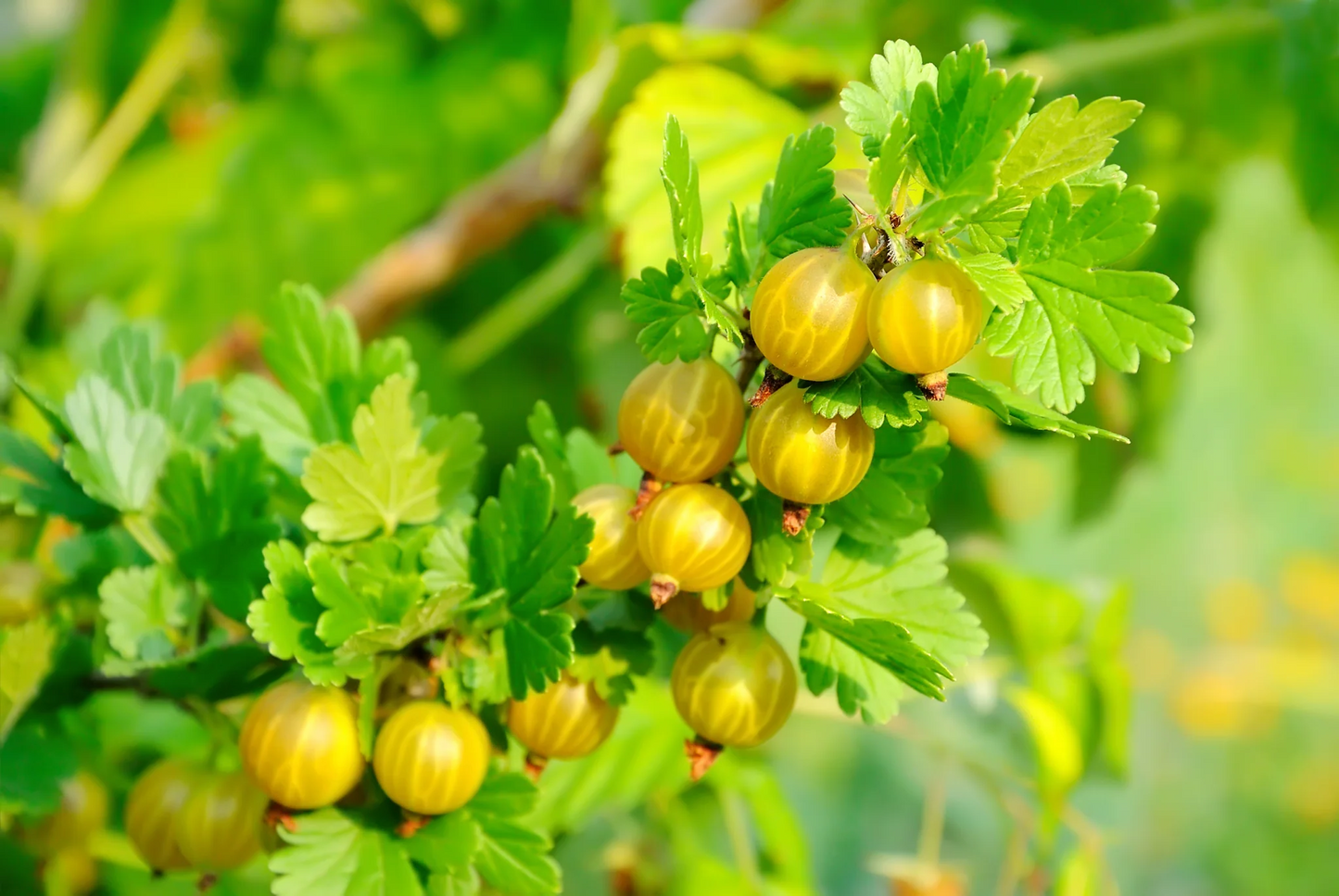 Klimfruit mix - Bessen, Bramen, Kiwi & Meer - Pakket van 10