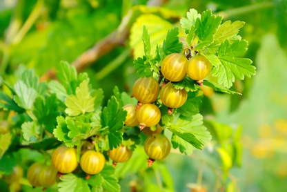 Klimfruit mix - Bessen, Bramen, Kiwi & Meer - Pakket van 10