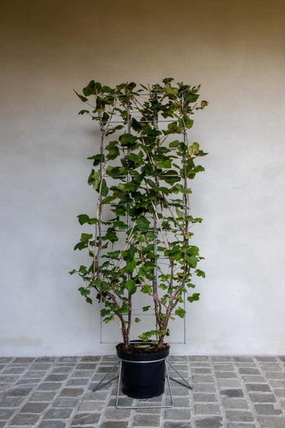 Ribes rubrum - Aalbes - Haagelement