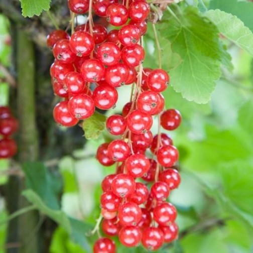 Ribes rubrum 'Rovada' - Rode Bessenstruik