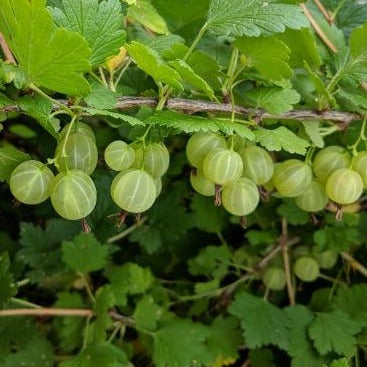 Ribes uva-crispa groen - Groene Kruisbes