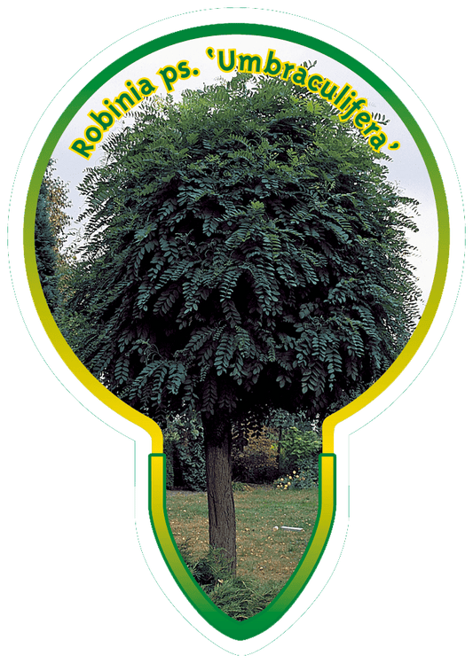 Robinia pseudoacacia 'Umbraculifera' - Bolacacia op stam