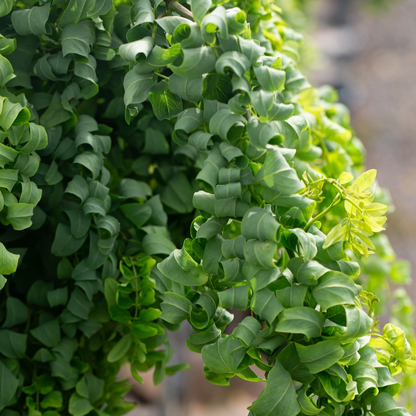Robinia pseudoacacia 'Lace Lady' - Krulacacia op stam
