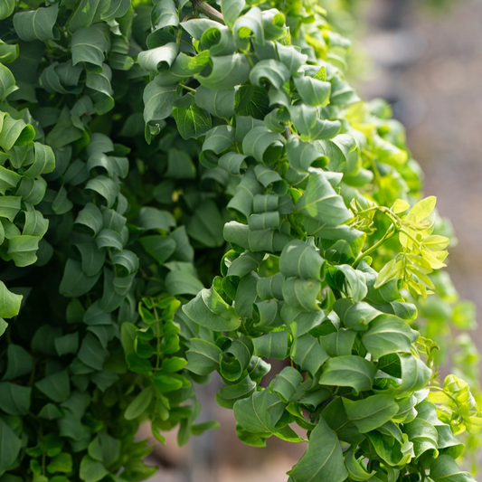 Groene, krullende bladeren van een klimplant met zachte schaduwen en een lichtgevende rand. Perfect voor tuinversiering en als decoratief element in binnen- en buitenruimtes.