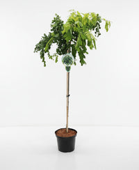 Robinia pseudoacacia 'Lace Lady' - Krulacacia op stam