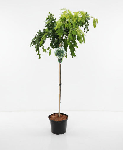 Robinia pseudoacacia 'Lace Lady' - Krulacacia op stam